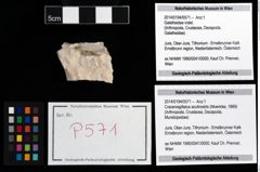 Foto (Objekt + Etikett) von Cracensigillatus acutirostris (Moericke, 1889)  (NHMW-GEO-2014-0194-0571)